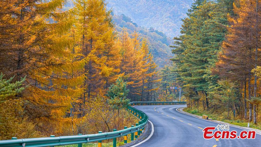 Fall colors paint Shengnongjia National Park-6