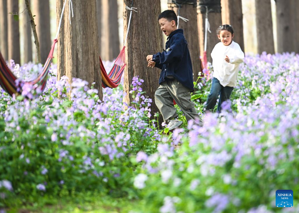 Scenery of Jinhu water forest scenic spot in Jiangsu-8