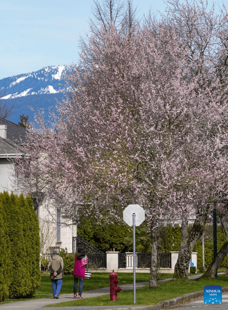 In pics: blooming cherry trees in Vancouver-2