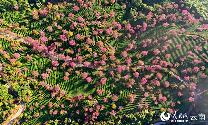 Cherry blossoms adorn winter in SW China's Yunnan-1