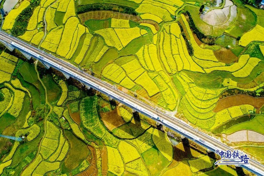 Train passengers left in awe of breathtaking golden rapeseed flower fields-8