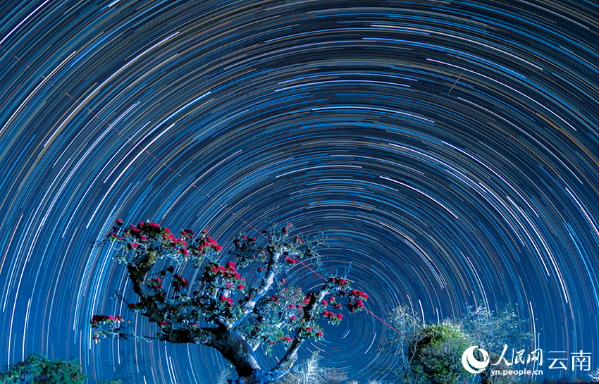 Romantic spectacle of rhododendrons coexisting with star trails in SW China's Yunnan-1