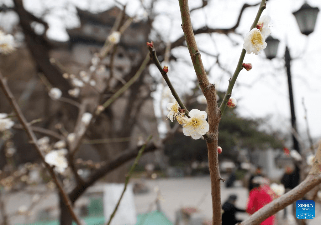 Visitors enjoy plum blossom in Beijing-1