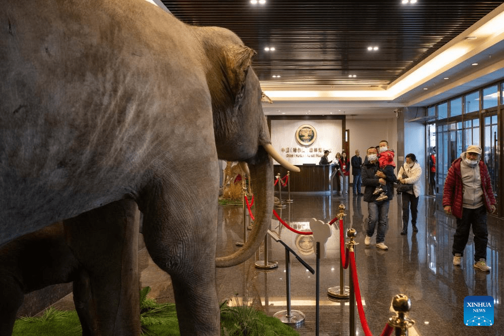 People visit China (Harbin) Forest Museum-1