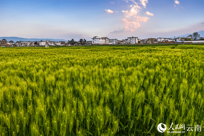 In pics: Wheat crops form beautiful view in spring in Dali, SW China's Yunnan-1