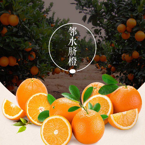 Linfen Navel Orange-1