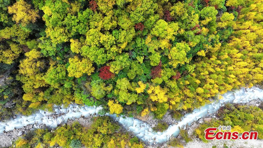 Lhari County in Tibet ushers into golden autumn-5