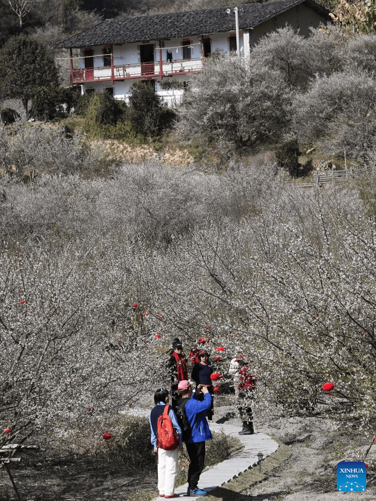 Green plum trees enter blossom season in Yongtai County, SE China's Fujian-9