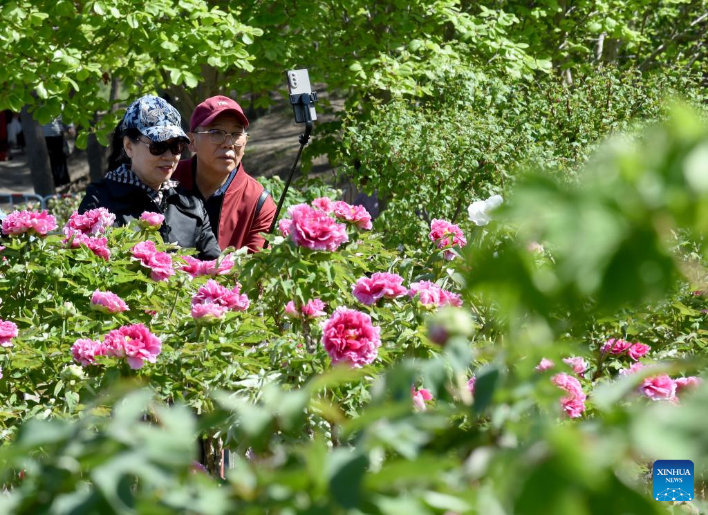 People enjoy blooming peonies at Yuanmingyuan Park in China's Beijing-7