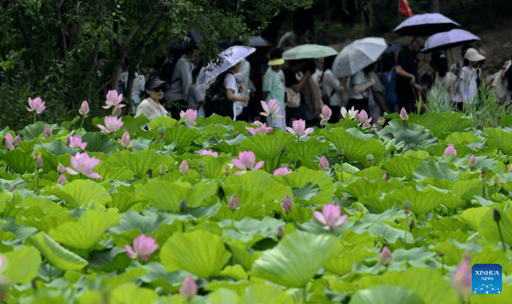 In pics: lotus flowers at Yuanmingyuan Park in Beijing-5