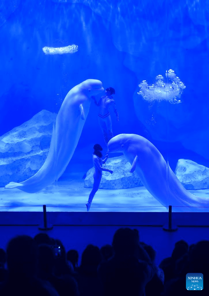 Staff members and beluga whales perform at Zhengzhou Haichang Ocean Resort-5