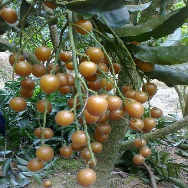 Yunan Seedless Yellow Loquat-1