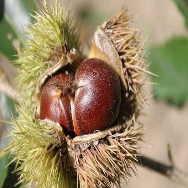 Xinglong Chestnuts-1