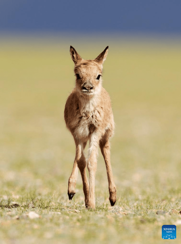 Tibetan antelopes embark on birth-giving season in SW China-16