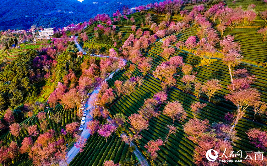 Cherry blossoms adorn winter in SW China's Yunnan-5