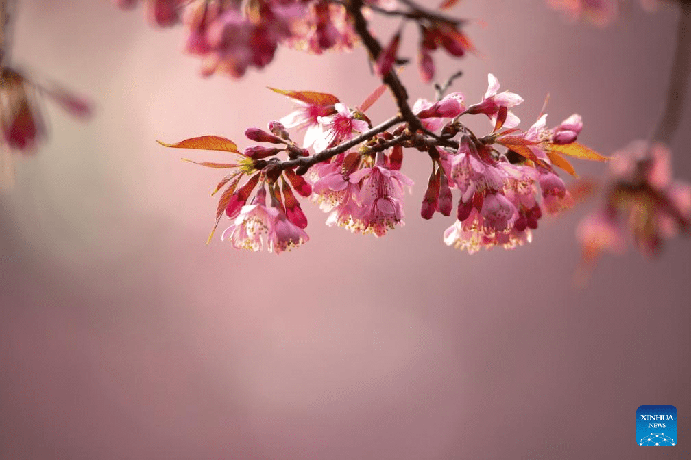 In pics: winter cherry blossoms in Kunming, SW China's Yunnan-5