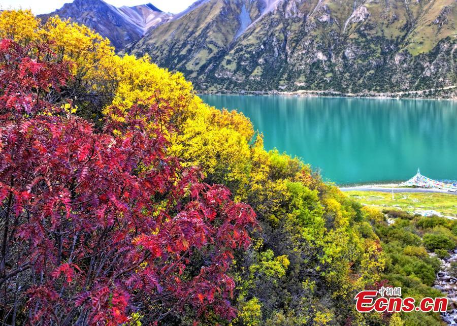 Lhari County in Tibet ushers into golden autumn-2