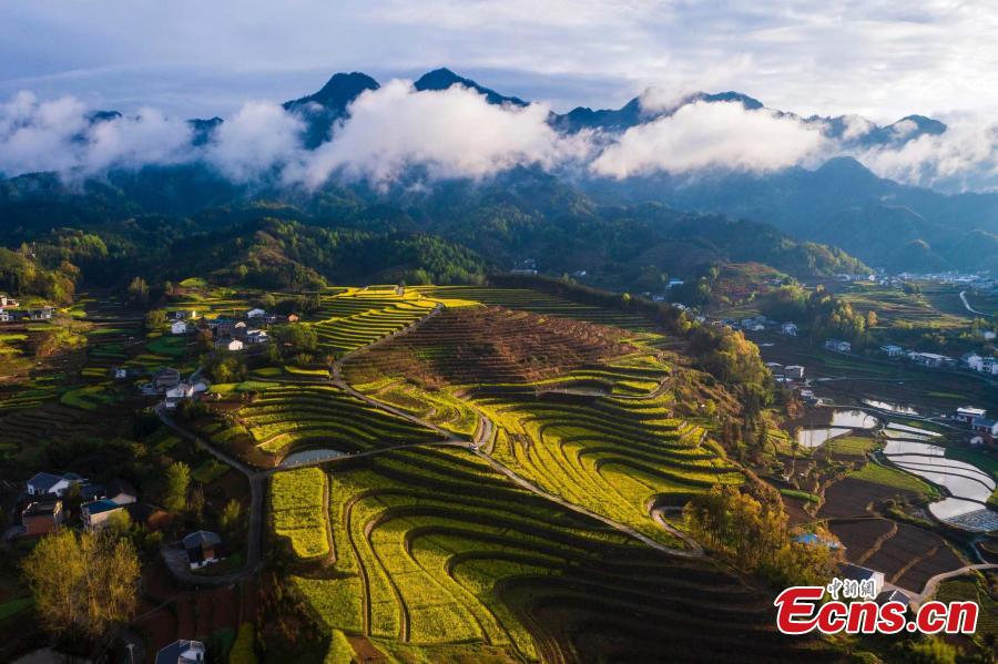 Autumn turns terraced fields into color palette in Hubei-3