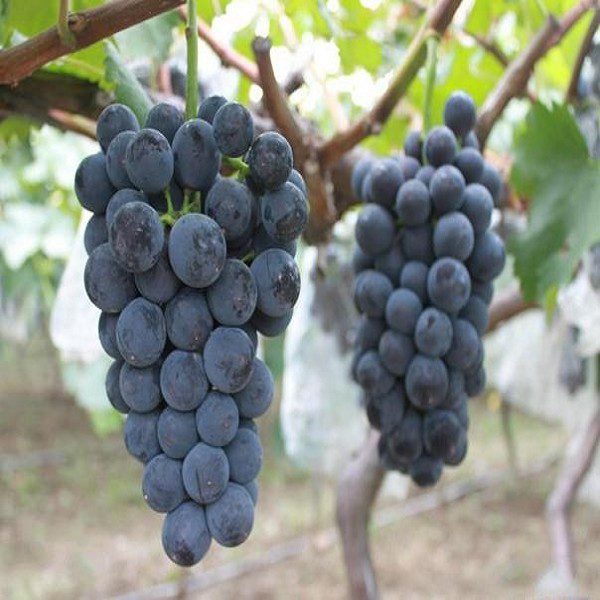 Huxian Grapes-1