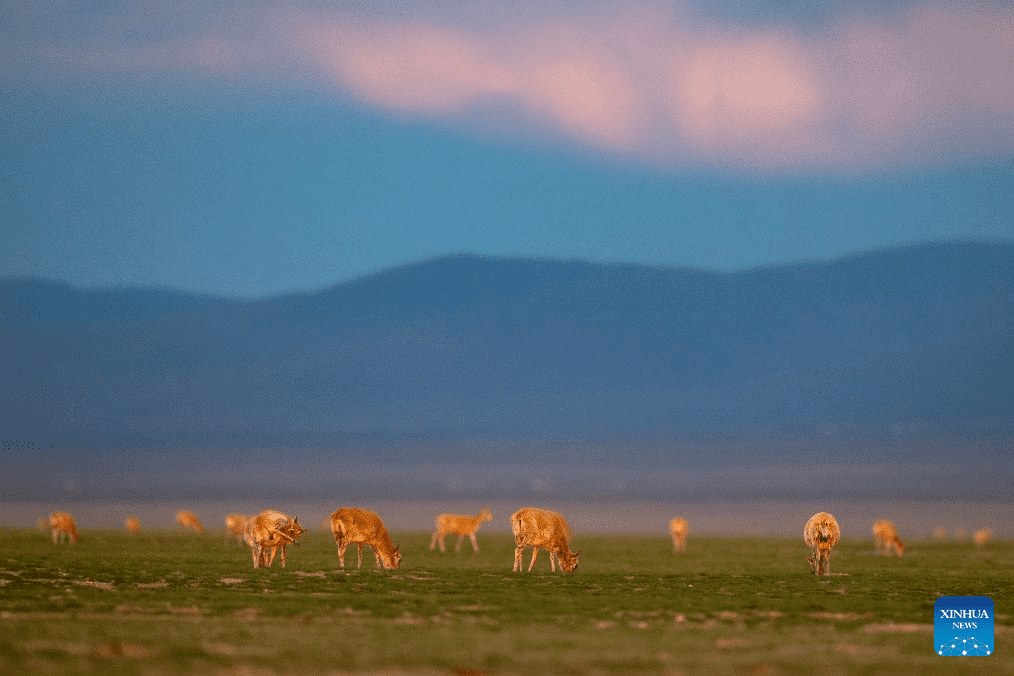 Tibetan antelopes embark on birth-giving season in SW China-5