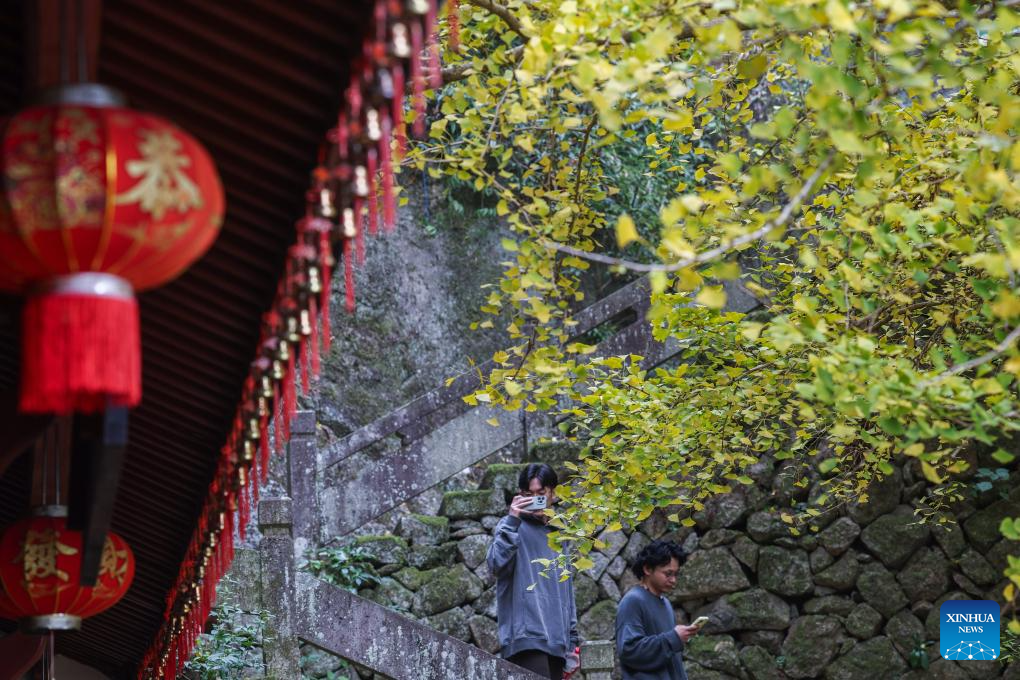 Old ginkgo tree attracts visitors in E China's Zhejiang-6