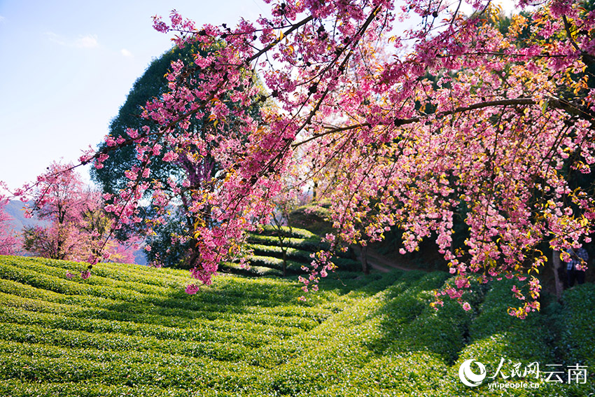 Cherry blossoms adorn winter in SW China's Yunnan-7