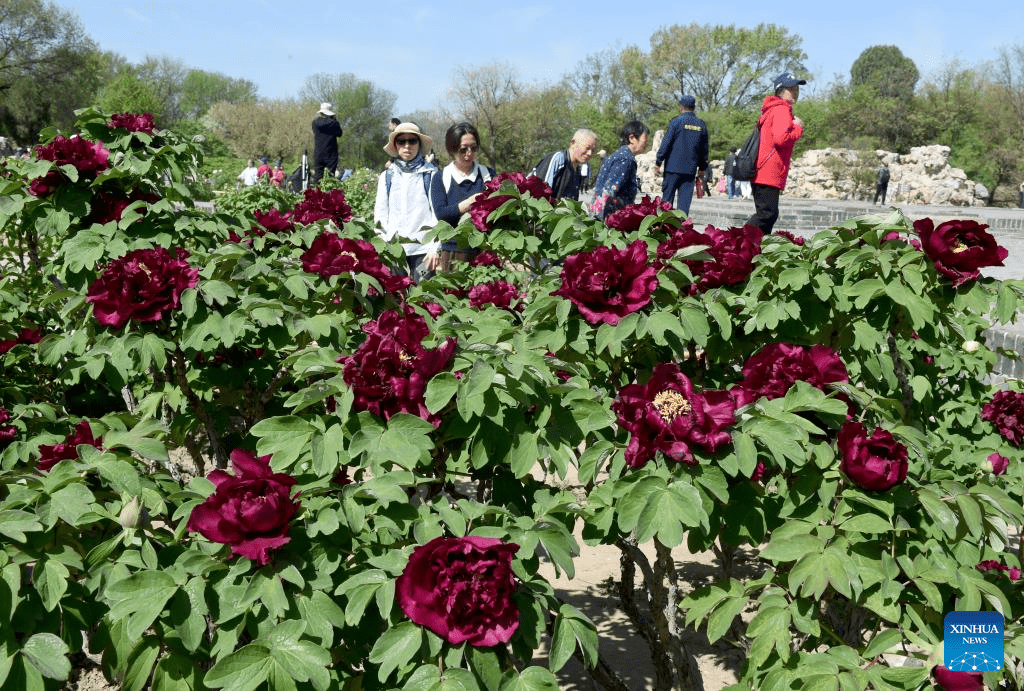 People enjoy blooming peonies at Yuanmingyuan Park in China's Beijing-1