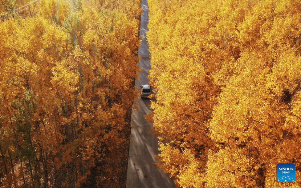 Autumn scenery in N China-3