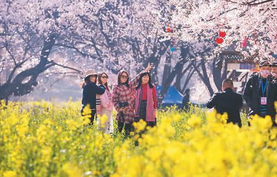 Peach blossoms bring wealth to villagers in Nyingchi, SW China's Xizang-4