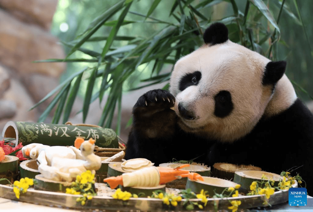 Giant panda 