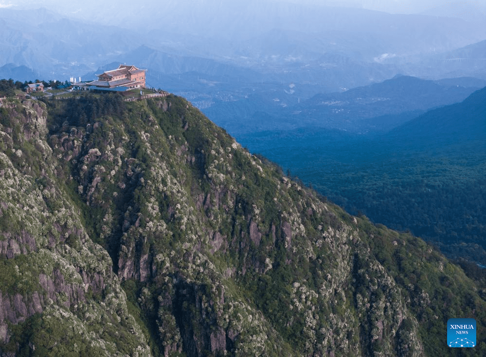 Scenery of azalea blossoms on summit of Mount Emei, SW China-4