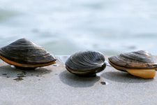 How to Clean Freshwater Clams Thoroughly-3