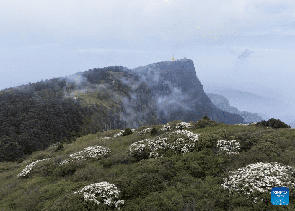 Scenery of azalea blossoms on summit of Mount Emei, SW China-11