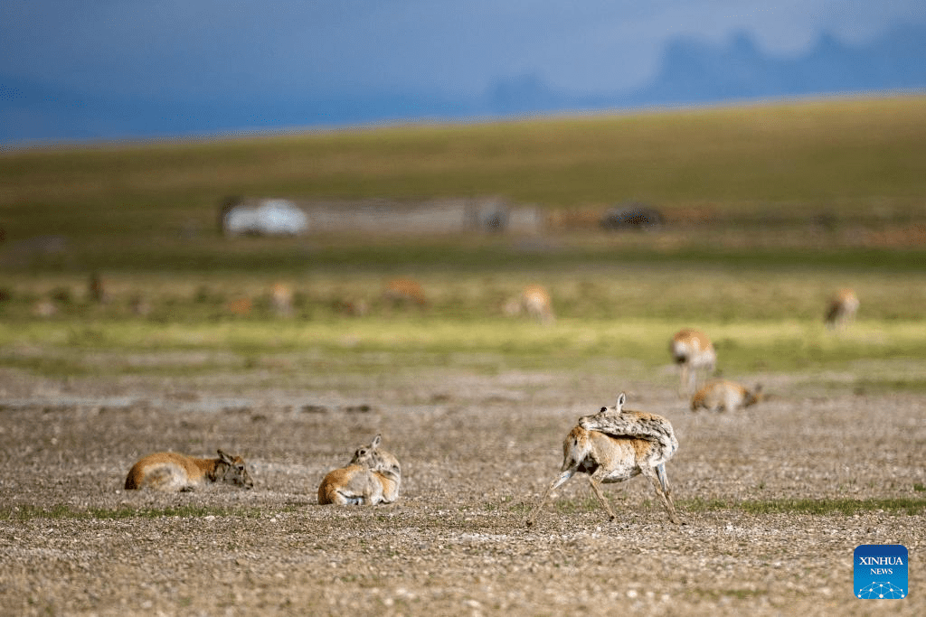 Tibetan antelopes embark on birth-giving season in SW China-1