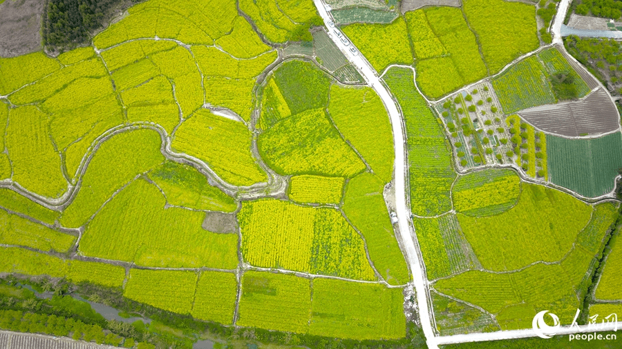 In pics: rapeseed flowers in full bloom in village in SE China's Fujian-1