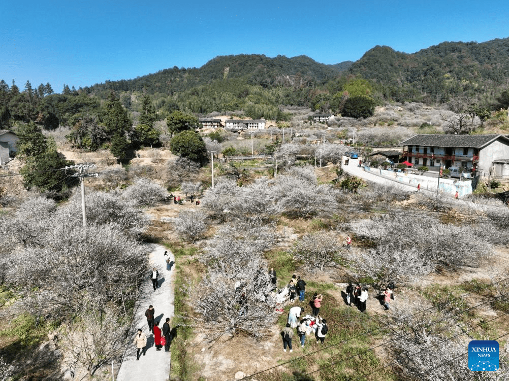 Green plum trees enter blossom season in Yongtai County, SE China's Fujian-1