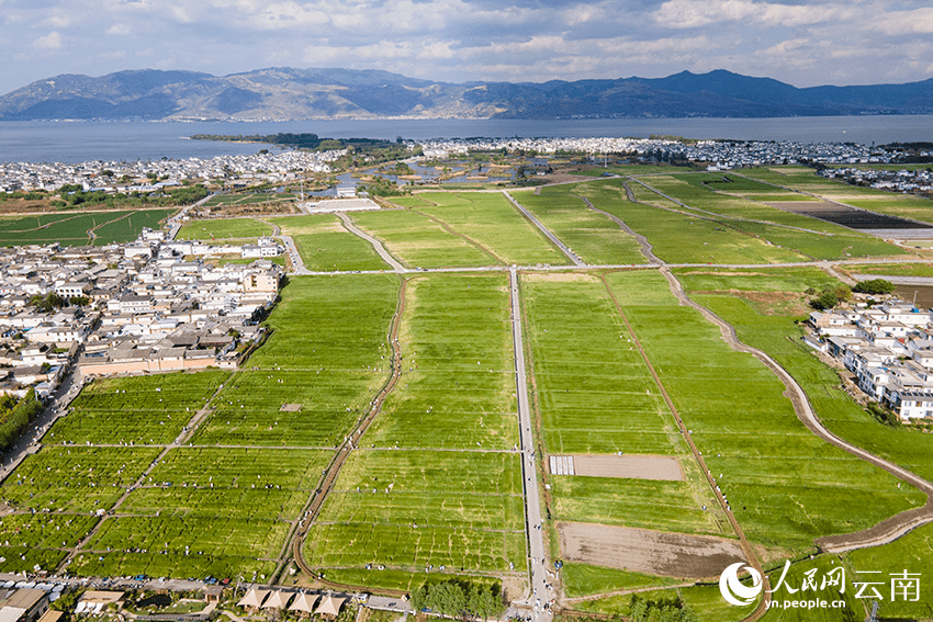 Protection of Erhai Lake in SW China's Yunnan yields economic benefits-2