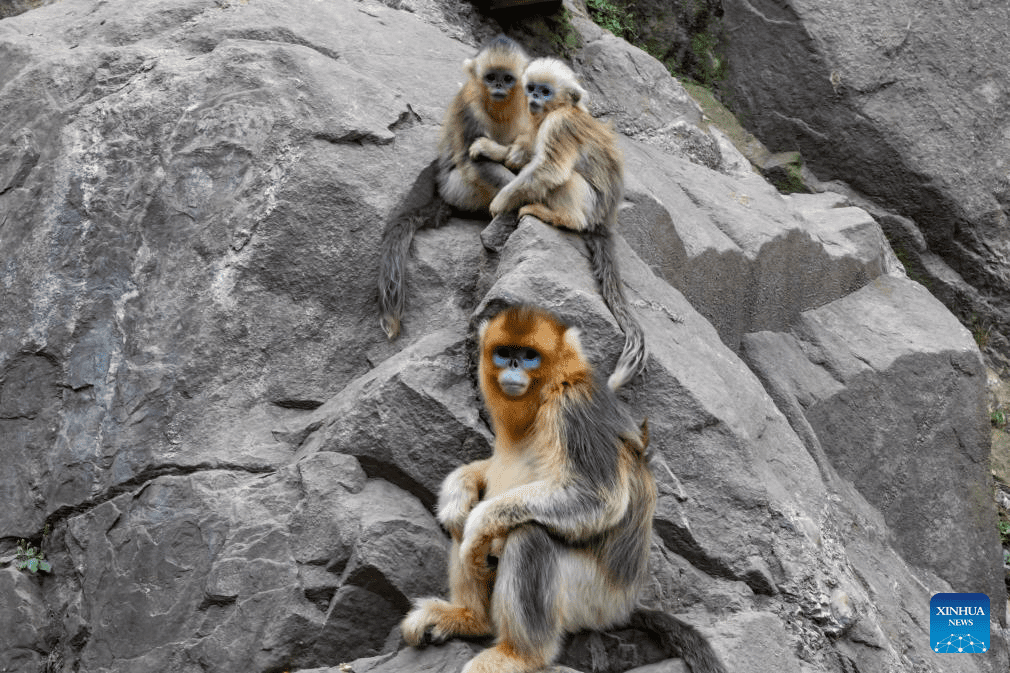 Sichuan golden snub-nosed monkeys seen at Yuhe area of Giant Panda National Park in NW China-6