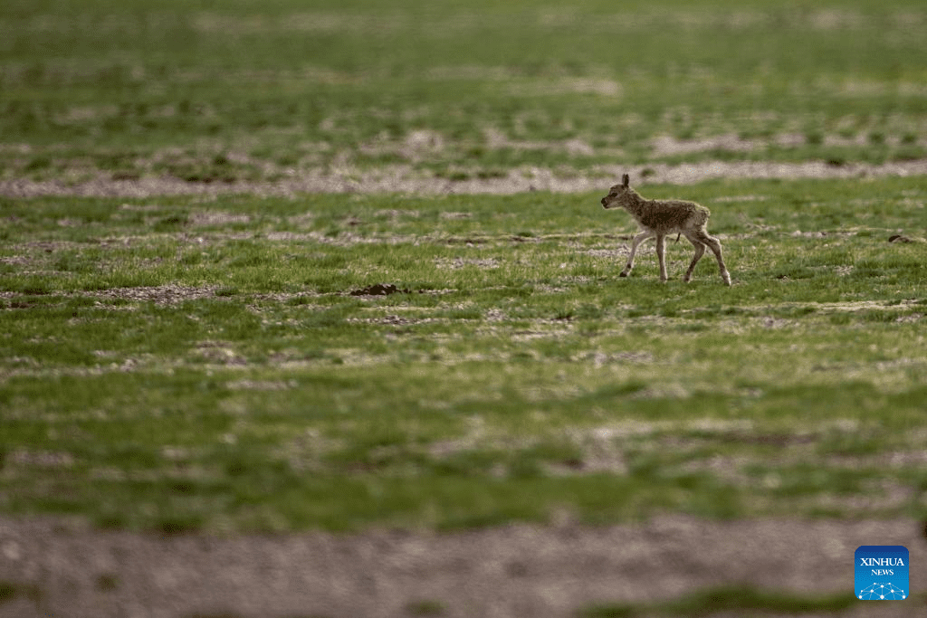 Tibetan antelopes embark on birth-giving season in SW China-14