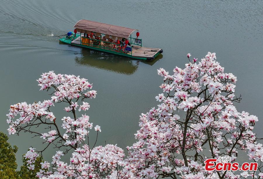 Magnolia flowers add beauty to Xin'an River-5