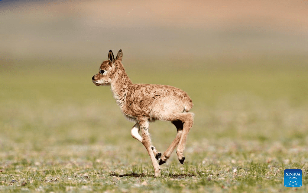 Tibetan antelopes embark on birth-giving season in SW China-35