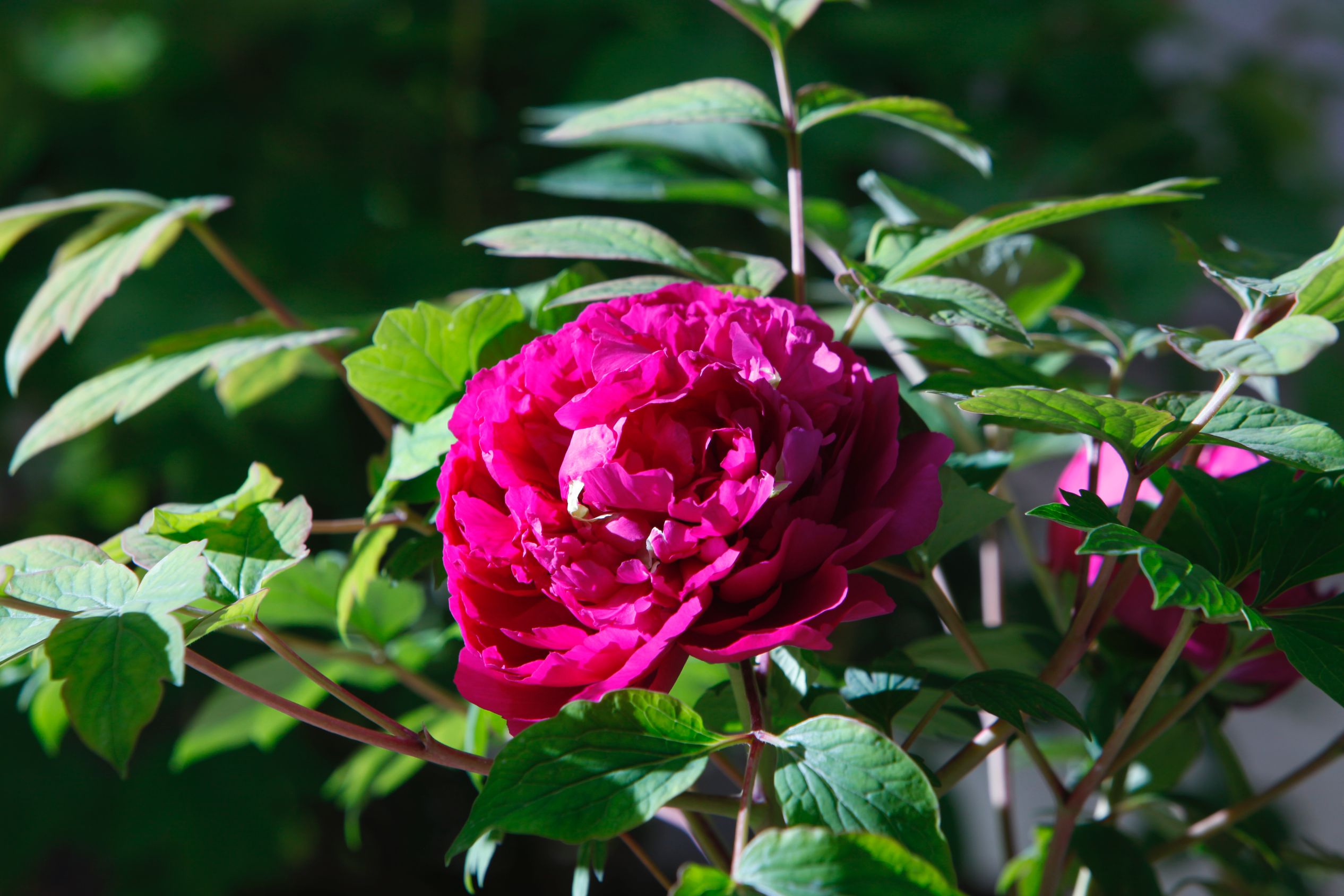 In pics: Peony flowers bloom in Luoyang, C China's Henan-4