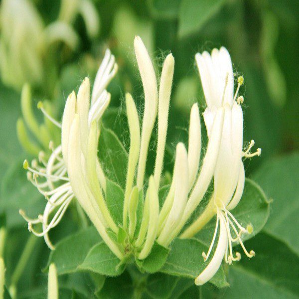 Pingyi Honeysuckle-1