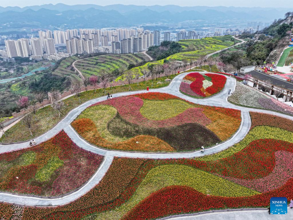 Tulips in blooming at scenic area in Chongqing-1