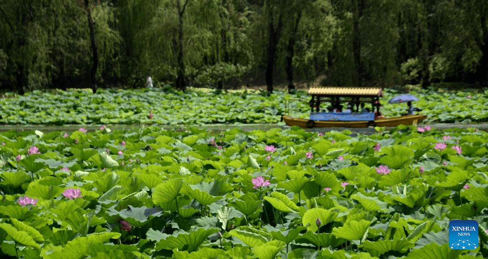 In pics: lotus flowers at Yuanmingyuan Park in Beijing-2