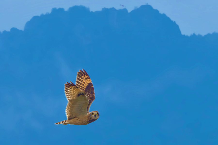 Rare short-eared owls appear in E China's Xiamen-3