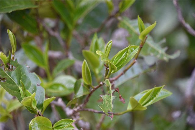 Taste Characteristics of Mansong Tea-1