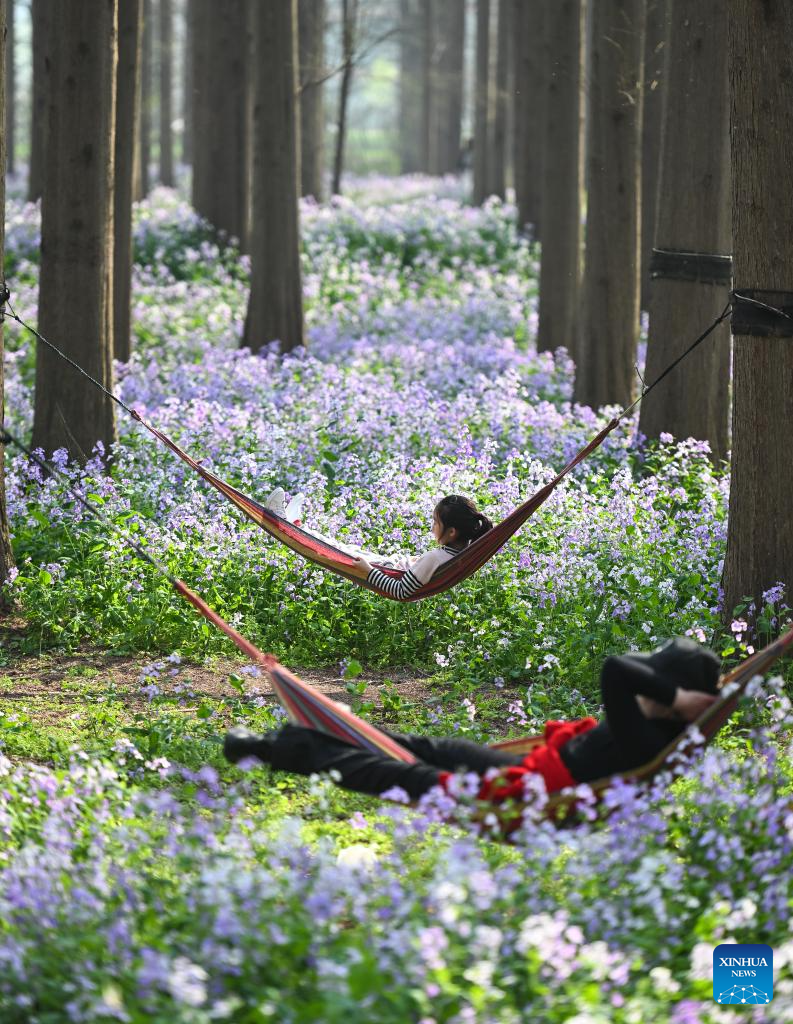 Scenery of Jinhu water forest scenic spot in Jiangsu-2