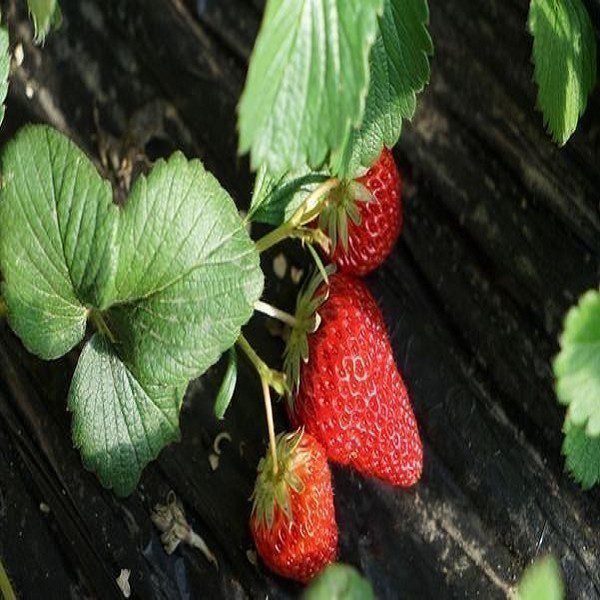 Changping Strawberries-1