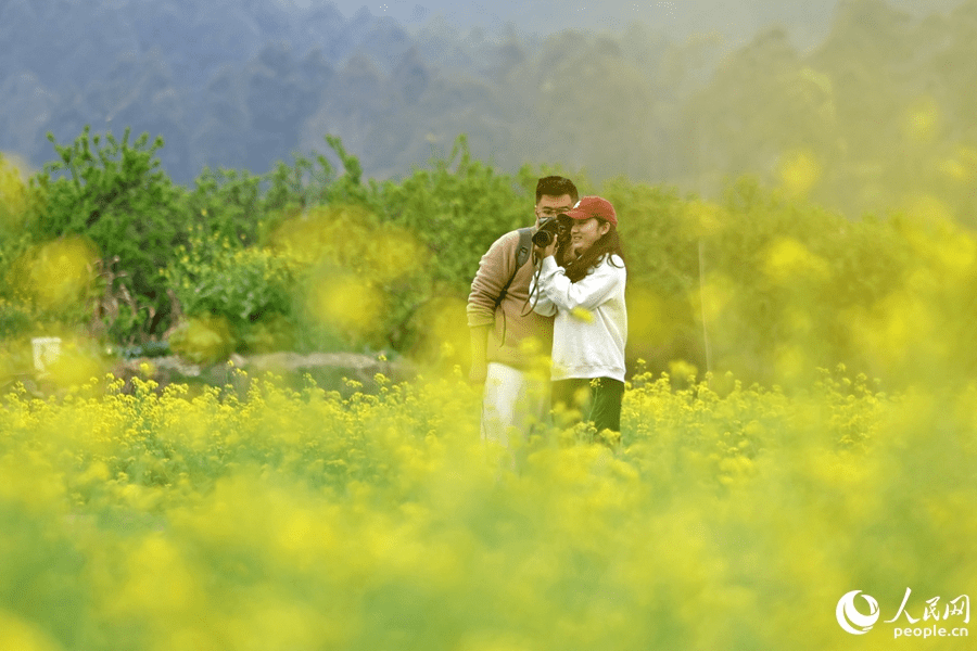 In pics: rapeseed flowers in full bloom in village in SE China's Fujian-7